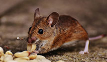 24 Hour & Emergency Exterminators in Dublin, OH